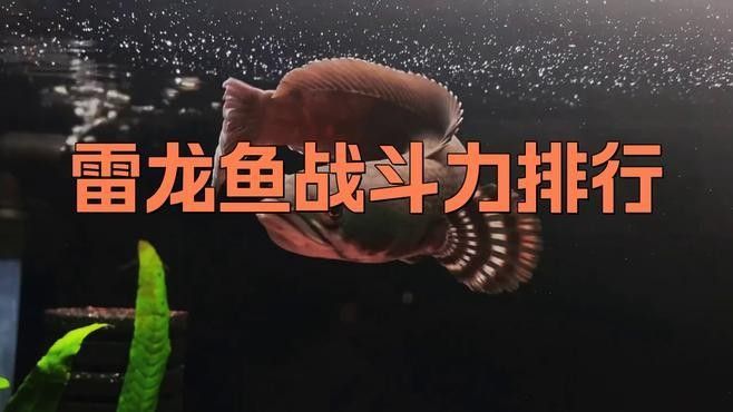 雷龍魚和黑魚哪個厲害
