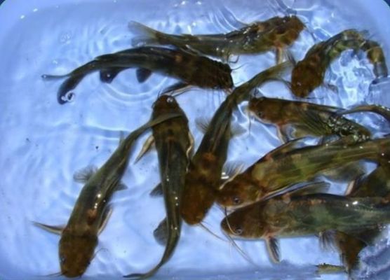 龍魚吃豬肝的影響（龍魚可以吃豬肝嗎，龍魚可以吃豬肝，但需要注意什么）