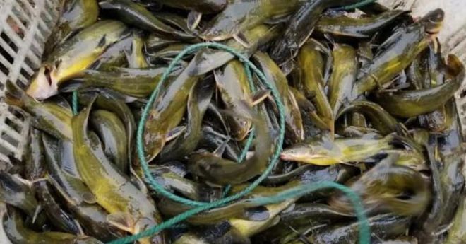 龍魚吃豬肝的影響（龍魚可以吃豬肝嗎，龍魚可以吃豬肝，但需要注意什么）