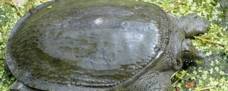 龍魚吃豬肝的影響（龍魚可以吃豬肝嗎，龍魚可以吃豬肝，但需要注意什么）