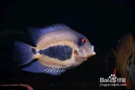 黑云魚(yú)混養(yǎng)水質(zhì)管理技巧：黑云魚(yú)在混養(yǎng)環(huán)境中的水質(zhì)管理技巧