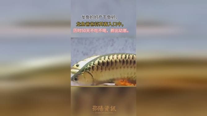 龍魚缸背景顏色選擇技巧：養(yǎng)龍魚缸背景顏色選擇技巧，龍魚缸背景顏色選擇技巧