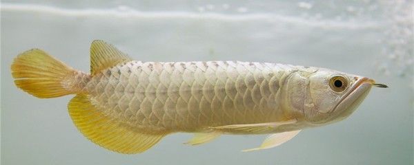 龍魚幾天開口，龍魚到家后開口進食的時間