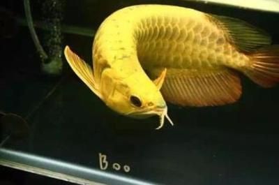 金龍魚好不好養活呢怎么看（金龍魚水質管理技巧，金龍魚混養注意事項）