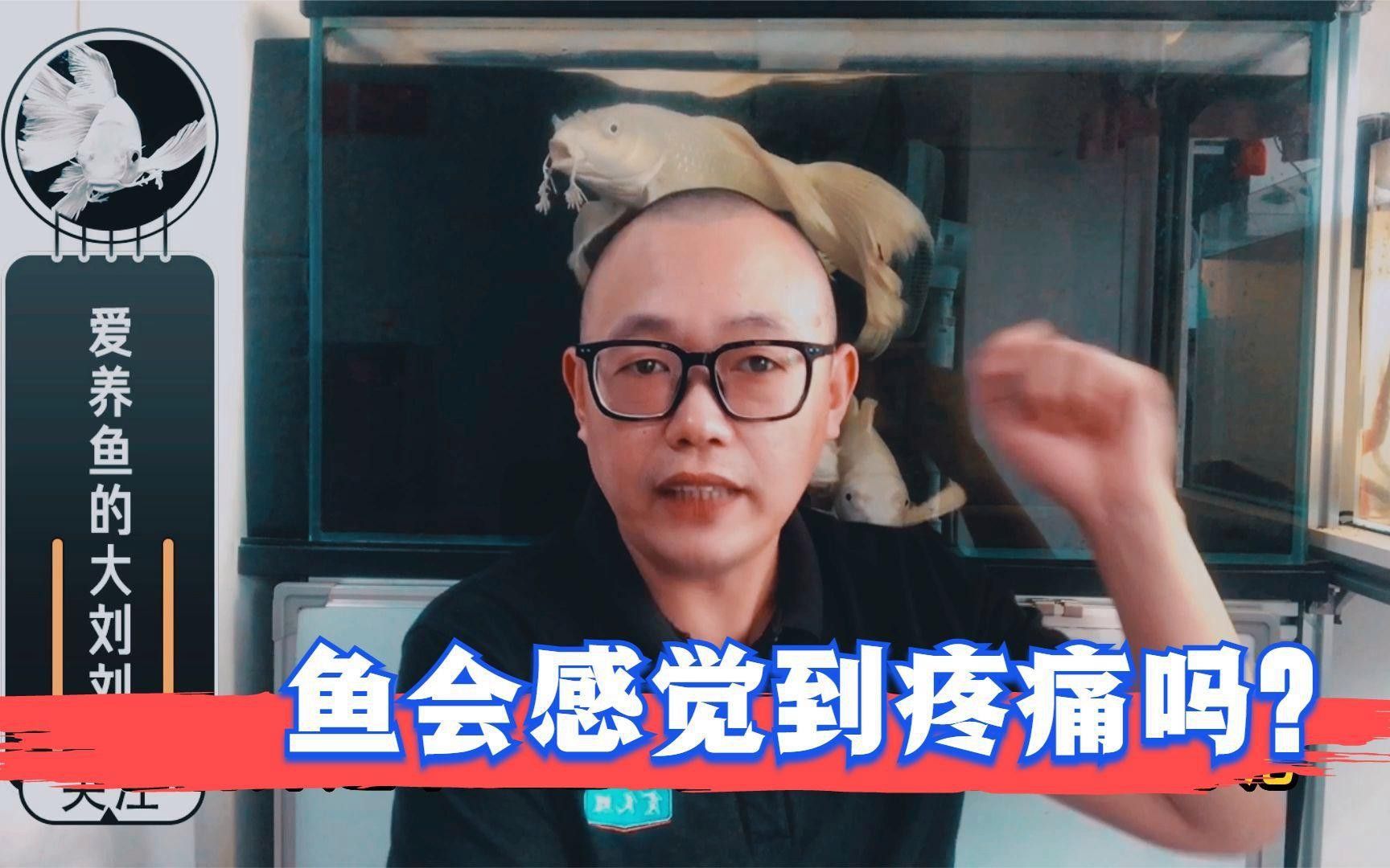 翻鰓手術(shù)后龍魚會疼嗎？