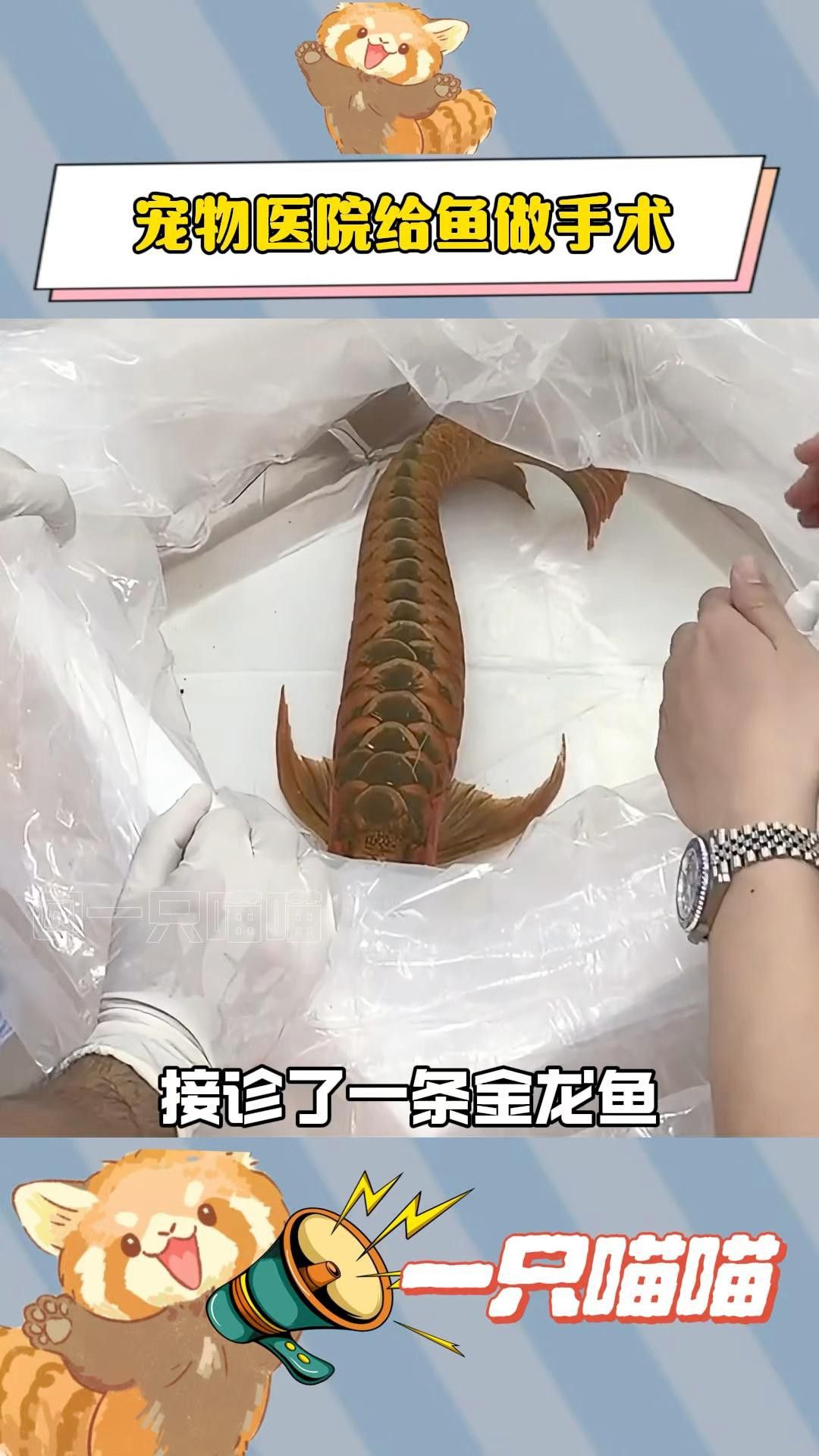 翻鰓手術(shù)后龍魚會疼嗎？