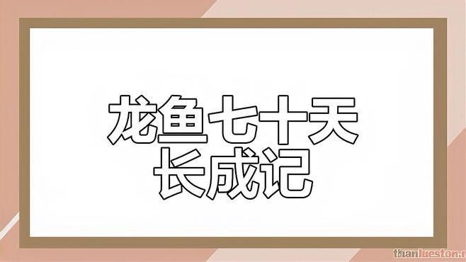 如何飼養(yǎng)龍魚幼崽