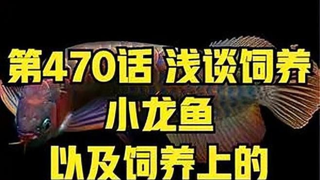 如何飼養(yǎng)龍魚幼崽