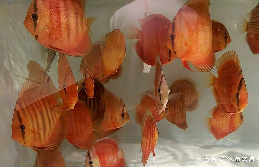 如何飼養(yǎng)龍魚幼崽