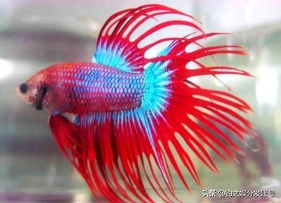 常見的觀賞魚都有哪些品種的魚：常見的觀賞魚品種