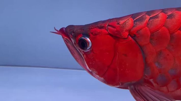 盤古杯世界龍魚錦標(biāo)賽：盤古杯世界龍魚錦標(biāo)賽是一項(xiàng)與龍魚相關(guān)的賽事