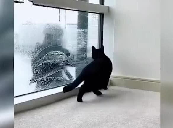 擦魚缸龍魚害怕怎么辦（擦魚缸時龍魚特別害怕怎么辦？）