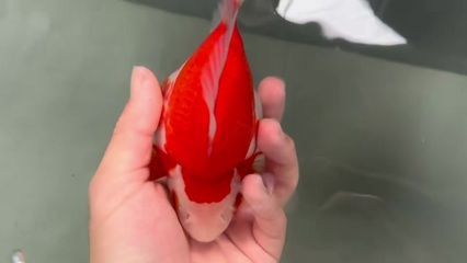 龍魚(yú)打架受傷了用什么藥治療：龍魚(yú)打架受傷后，如何正確的藥物治療