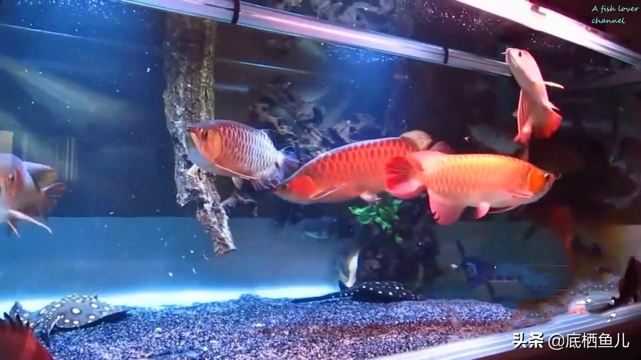龍魚總打架怎么辦啊，如何減少龍魚之間的打架