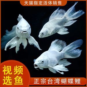 紅龍魚和蝴蝶鯉的雜交品種：紅龍魚和蝴蝶鯉可以雜交嗎？