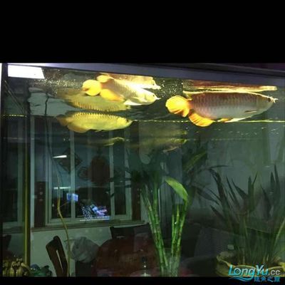 龍魚缸什么牌子的好用又實惠：哪些品牌的龍魚缸好用又實惠