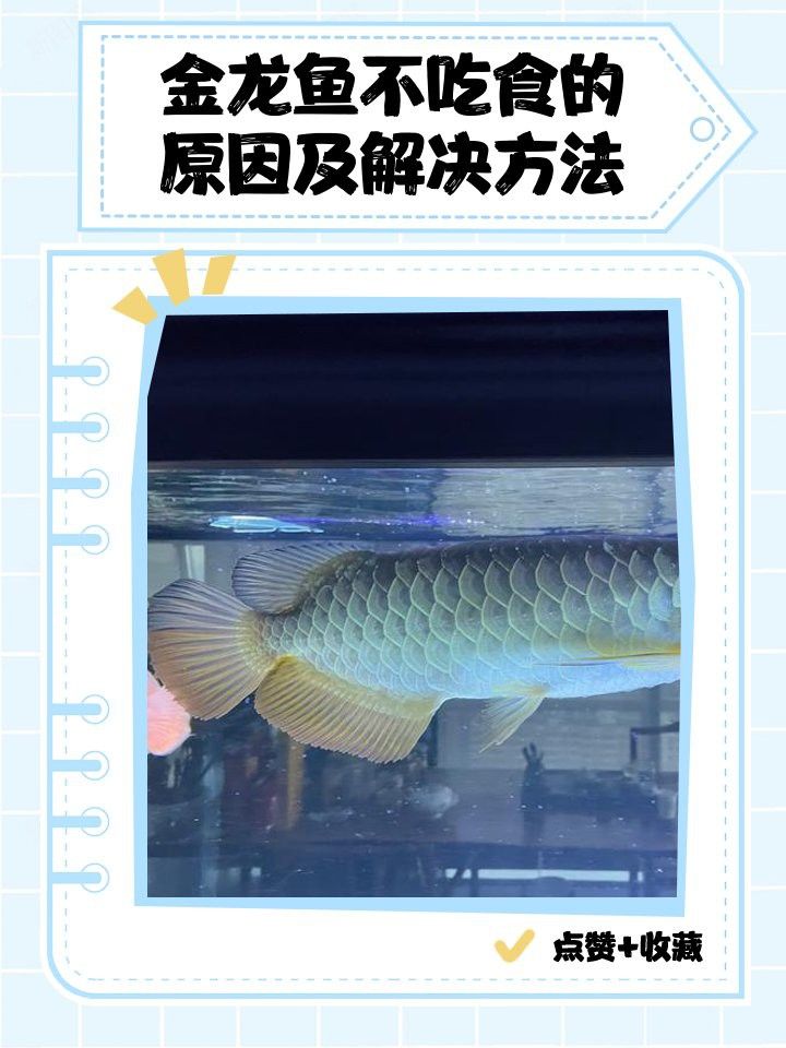 金龍魚不喂食會得什么病？