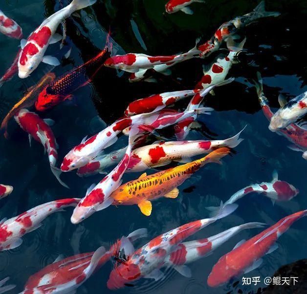 金鯉魚能吃嗎