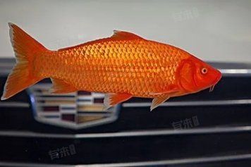 金鯉魚能吃嗎