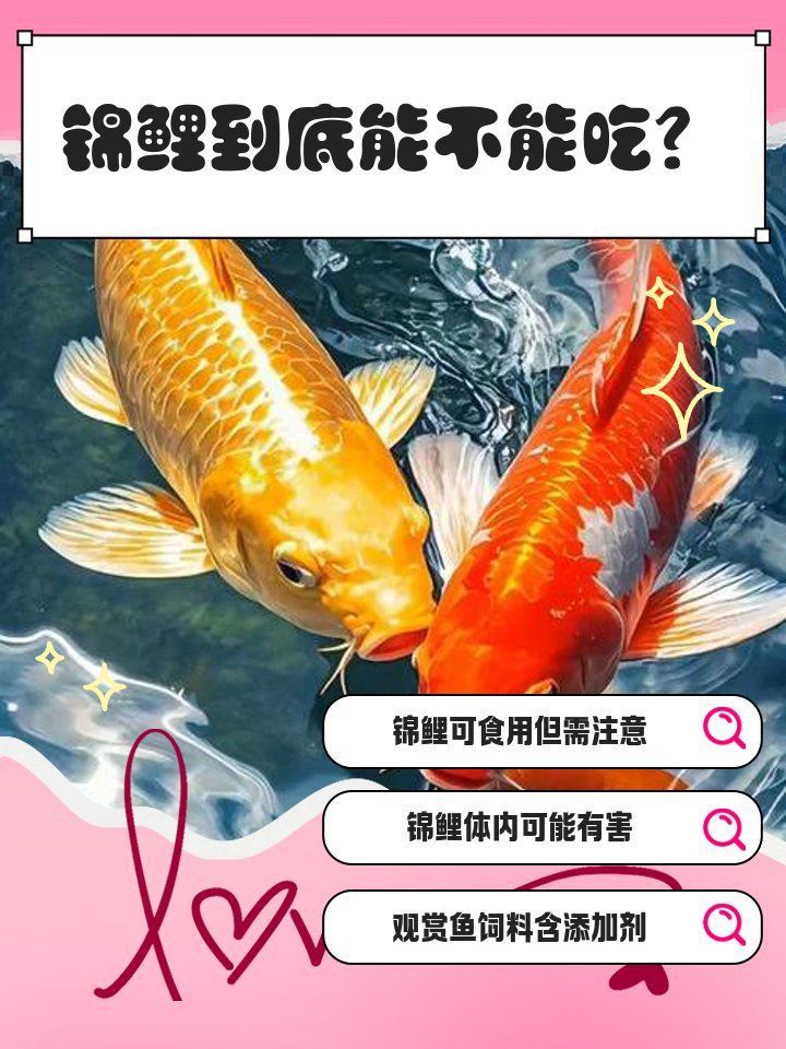 金鯉魚能吃嗎