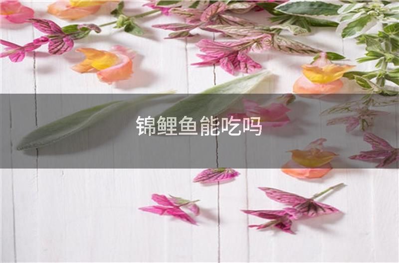 金鯉魚能吃嗎