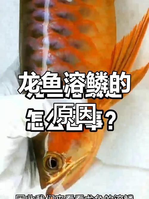 龍魚融化鱗病圖片