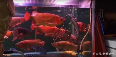 和紅龍魚(yú)混養(yǎng)的高端魚(yú)有哪些品種：和紅龍魚(yú)混養(yǎng)的高端魚(yú)種