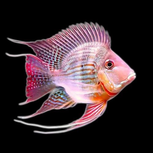 龍魚配什么魚最好看圖片大全