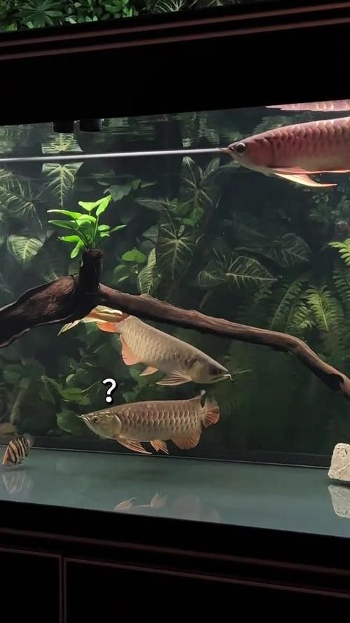 龍魚配什么魚最好看圖片大全