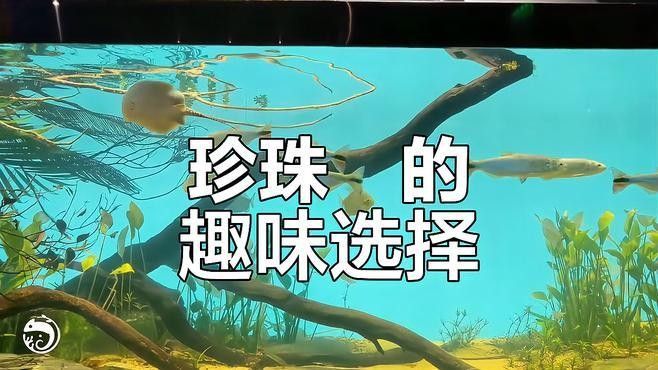 龍魚配什么魚最好看圖片大全