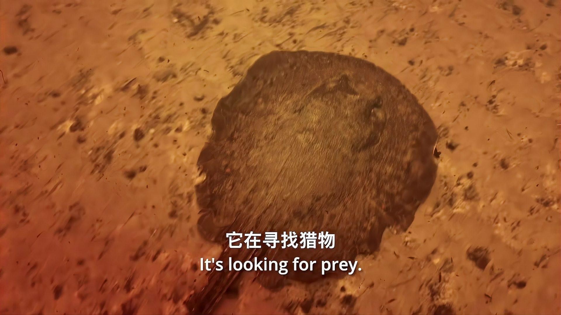 龍魚配什么魚最好看圖片大全