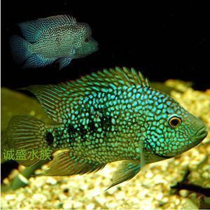 龍魚能和鯊魚一起養嗎：如何判斷龍魚是否受驚,水族箱混養魚類的注意事項