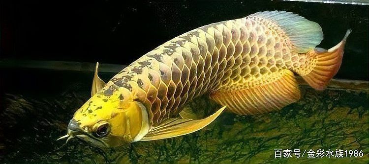 紅金龍魚繁殖技巧