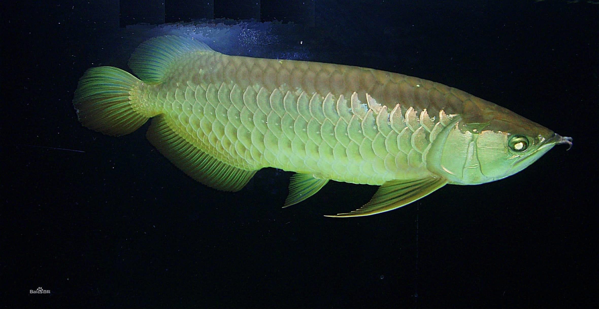 龍魚開夜燈影響睡覺嗎：龍魚夜燈對視力有何影響，如何判斷龍魚是否需要夜燈
