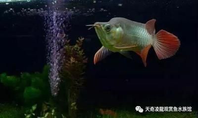 龍魚開夜燈影響睡覺嗎：龍魚夜燈對視力有何影響，如何判斷龍魚是否需要夜燈