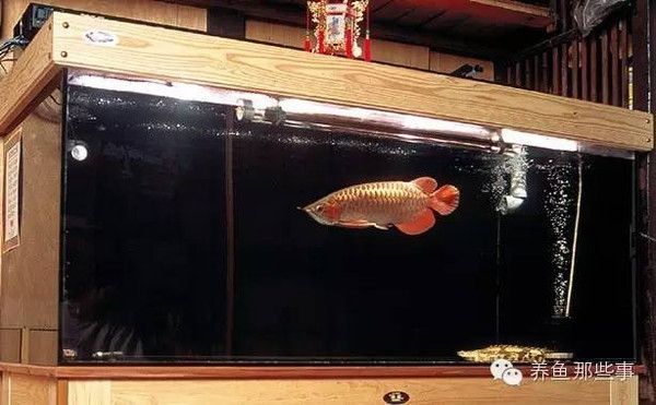 養龍魚需要一個足夠大的魚缸，以確保它們能夠健康生長和活動：養龍魚的理想魚缸尺寸是多大？