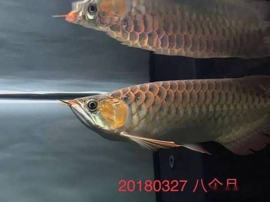 龍魚撞缸掉鱗怎樣處理視頻教程：龍魚撞缸掉鱗怎樣處理？詳細視頻指導與護理方法