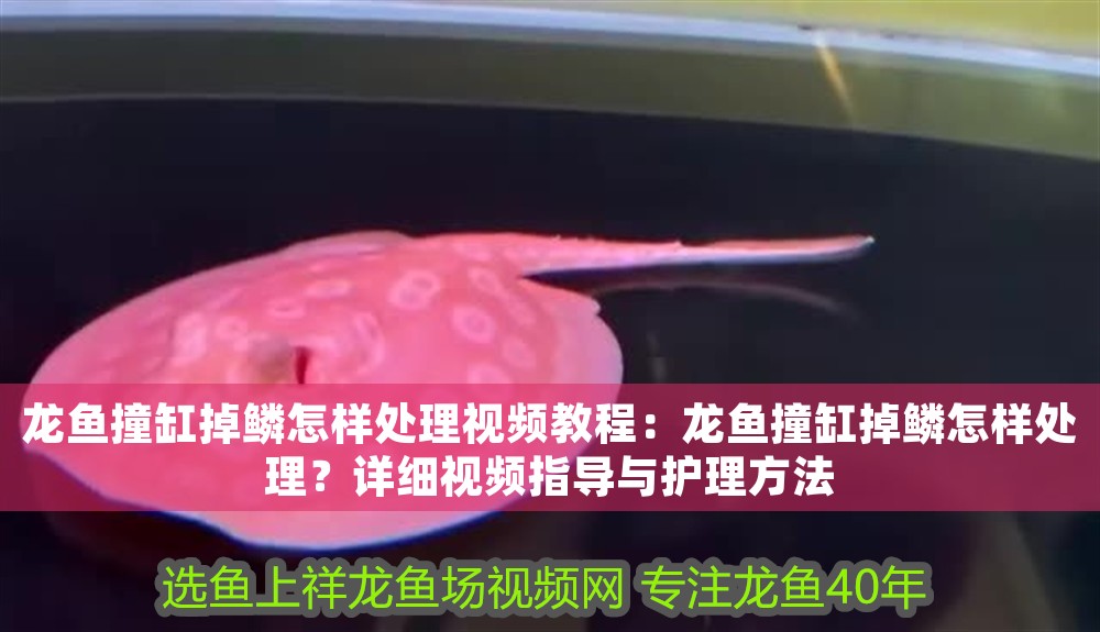 龍魚撞缸掉鱗怎樣處理視頻教程：龍魚撞缸掉鱗怎樣處理？詳細視頻指導與護理方法