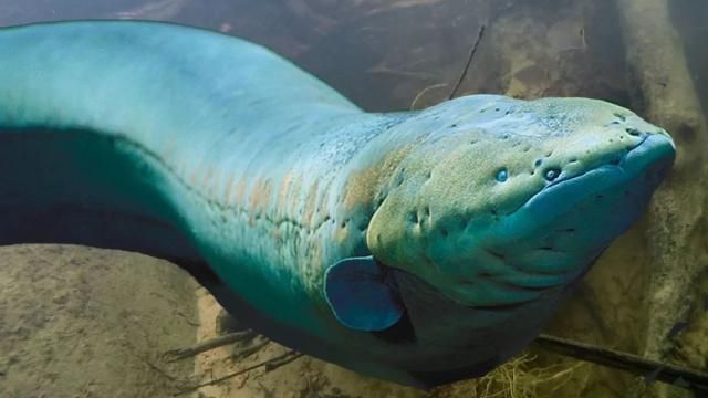 龍魚撞缸掉鱗怎樣處理視頻教程：龍魚撞缸掉鱗怎樣處理？詳細視頻指導與護理方法