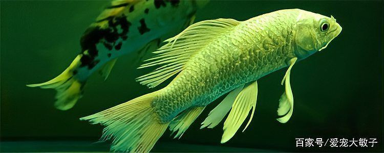 蝴蝶鯉鱗片充血多久會好？