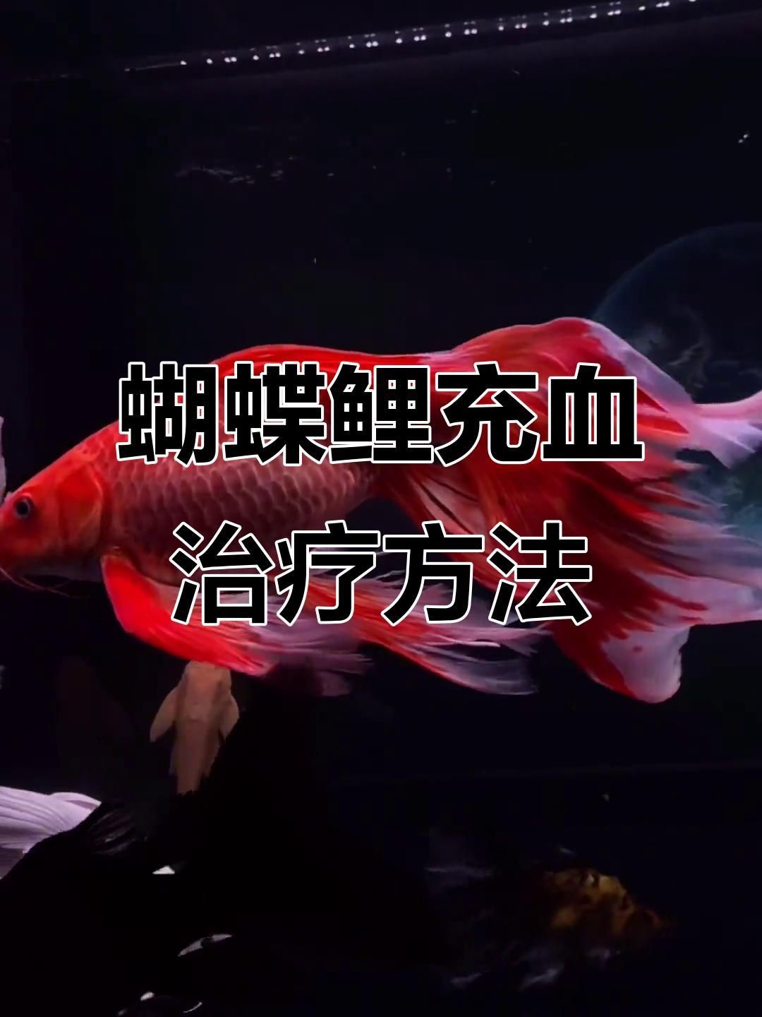 蝴蝶鯉鱗片充血多久會好？