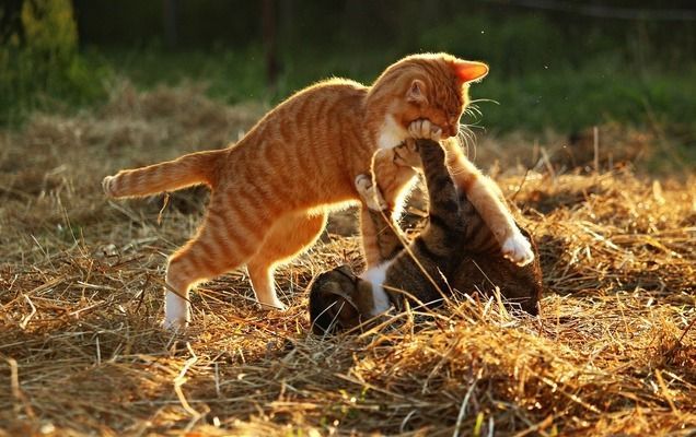 龍魚得腸炎怎么辦能治好嗎：龍魚腸炎治愈后的護理要點，