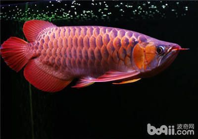 龍魚哪里可以抓到：《我的世界》龍魚市場價格趨勢分析龍魚市場價格趨勢分析
