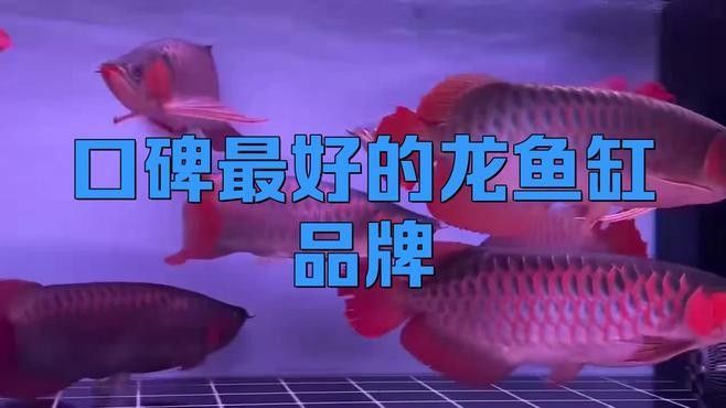 龍魚缸品牌大全