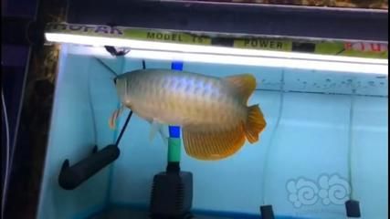 20多公分紅龍魚用什么顏色燈：如何搭配紅龍魚燈光色彩