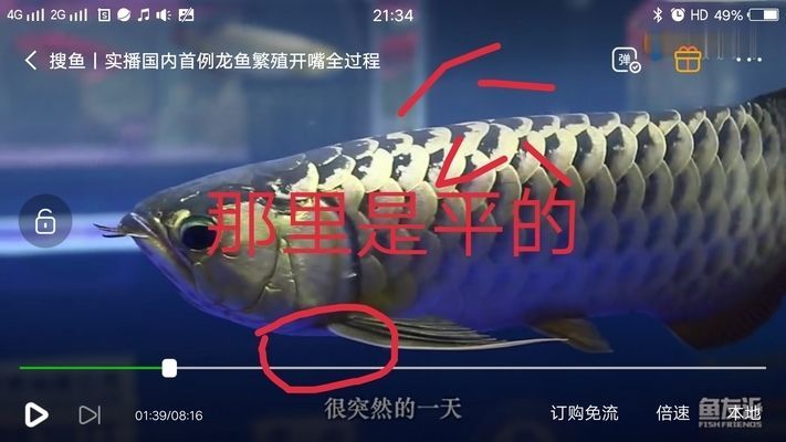 金龍魚分辨公母的方法：如何分辨金龍魚公母