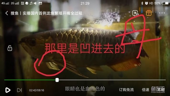 金龍魚分辨公母的方法：如何分辨金龍魚公母