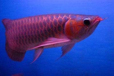 紅龍魚(yú)成年有多大體重（如何判斷紅龍魚(yú)成年體重）