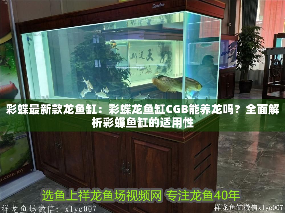 彩蝶最新款龍魚缸：彩蝶龍魚缸CGB能養龍嗎？全面解析彩蝶魚缸的適用性