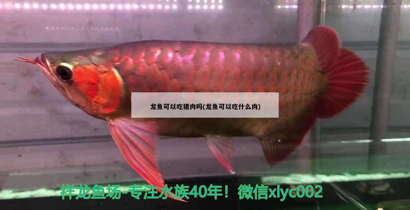 龍魚(yú)可以吃豬肉嗎(龍魚(yú)可以吃什么肉)